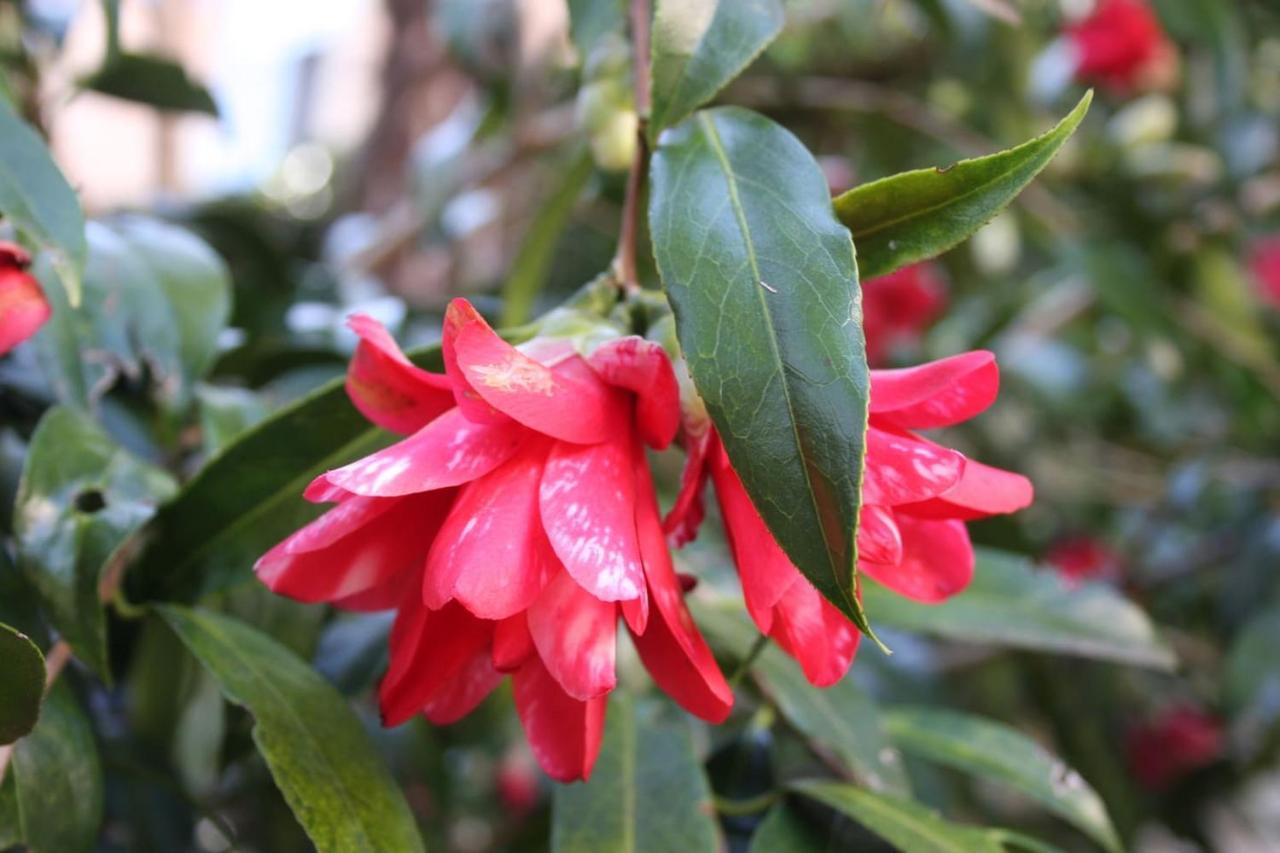 Appartamento La Camelia D'Oro Oggebio Esterno foto