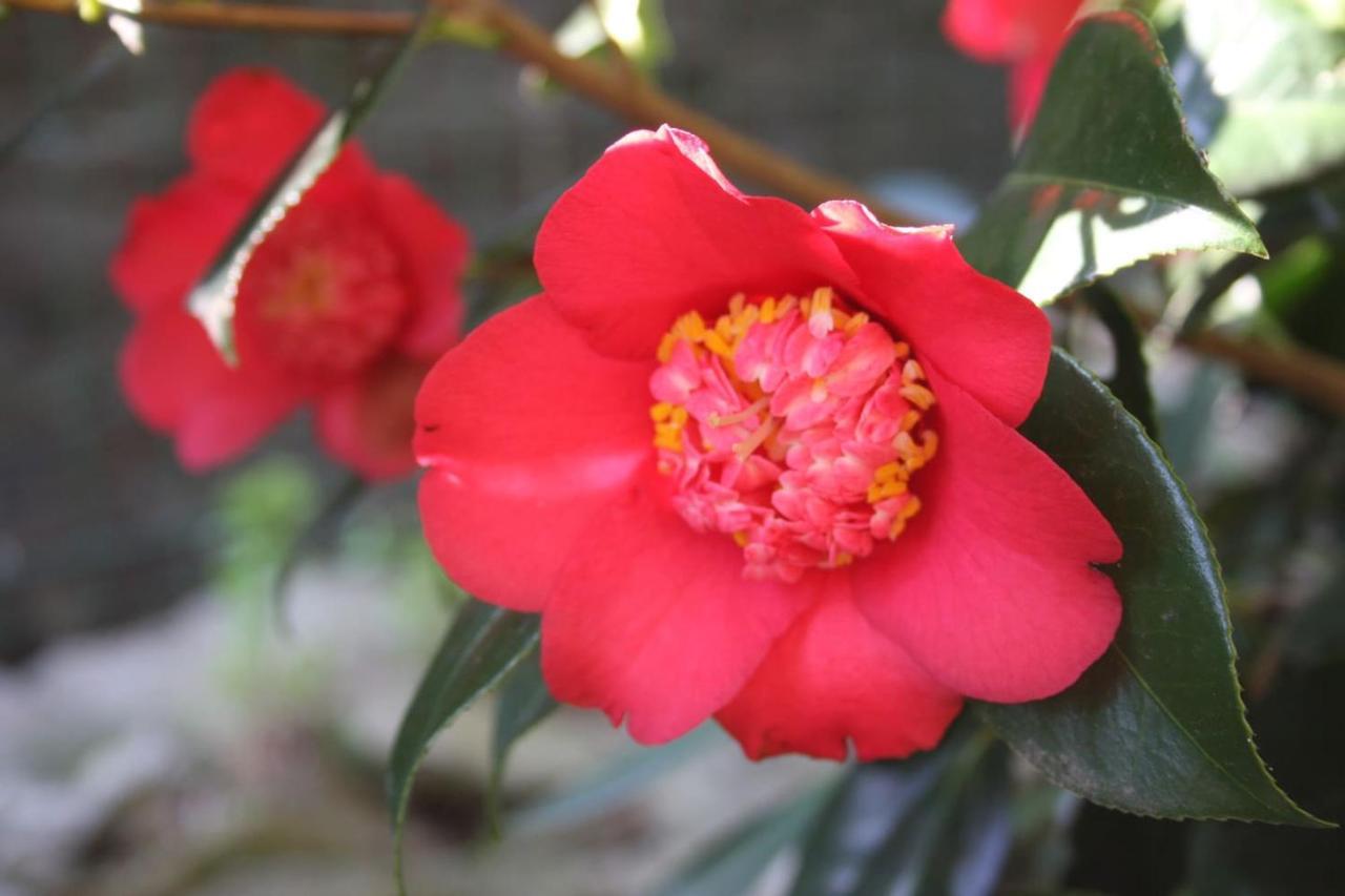Appartamento La Camelia D'Oro Oggebio Esterno foto