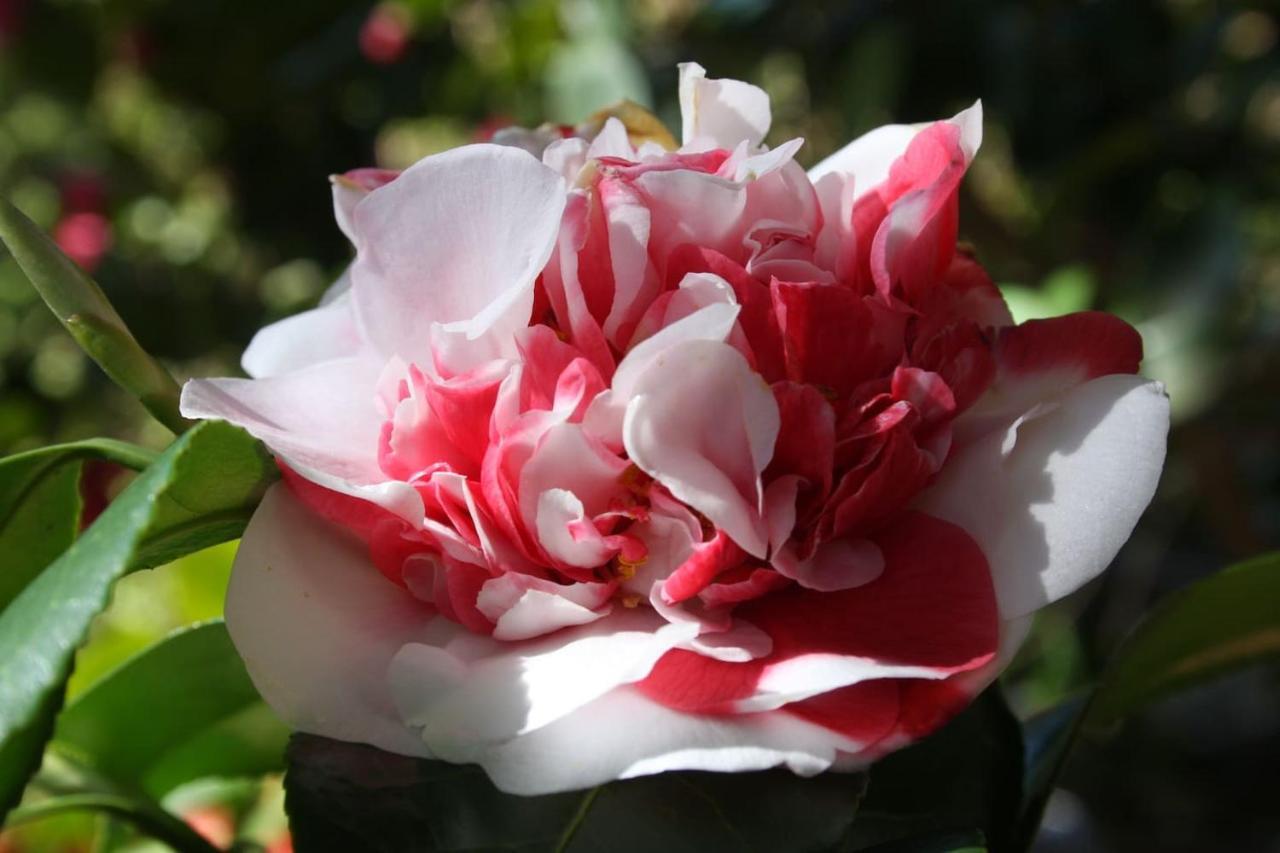 Appartamento La Camelia D'Oro Oggebio Esterno foto