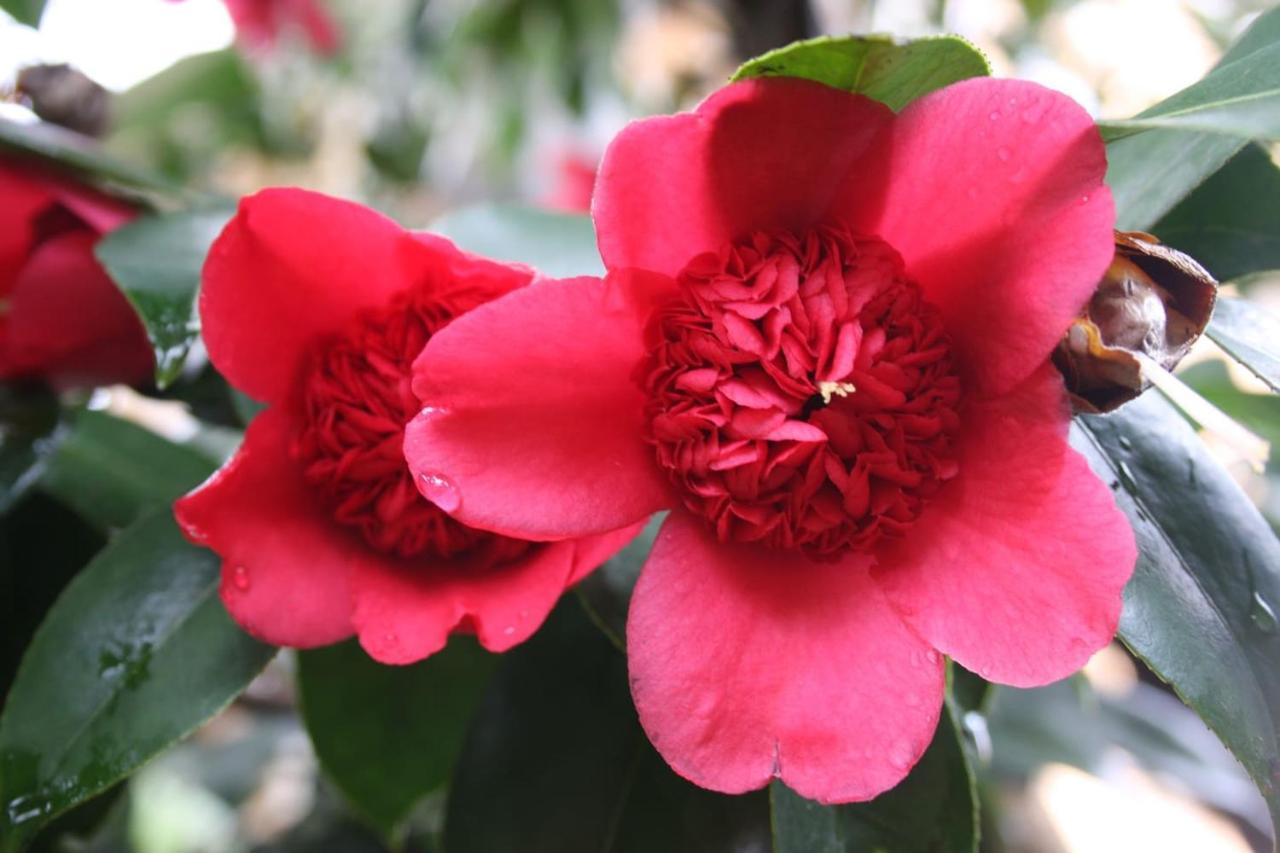 Appartamento La Camelia D'Oro Oggebio Esterno foto