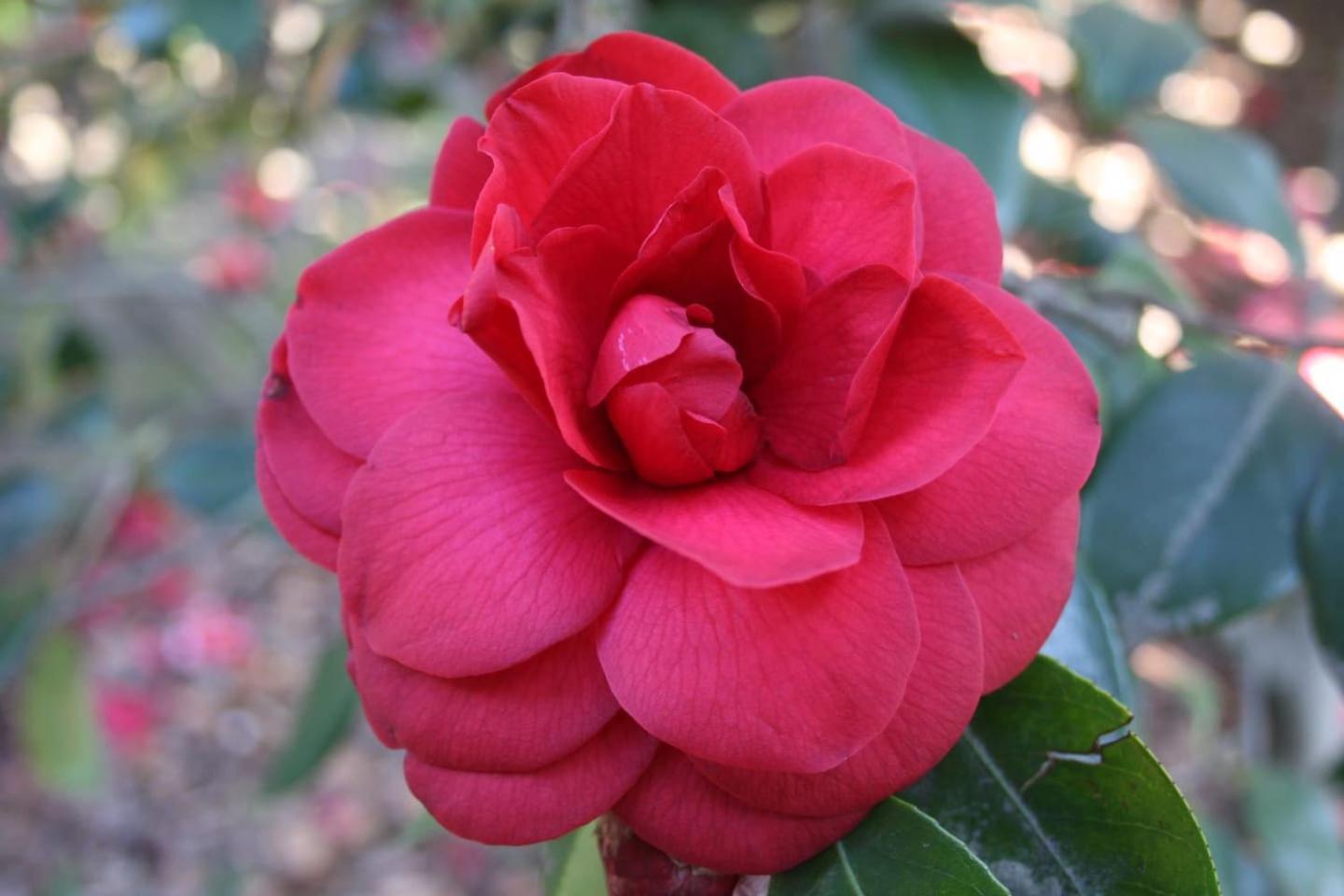 Appartamento La Camelia D'Oro Oggebio Esterno foto